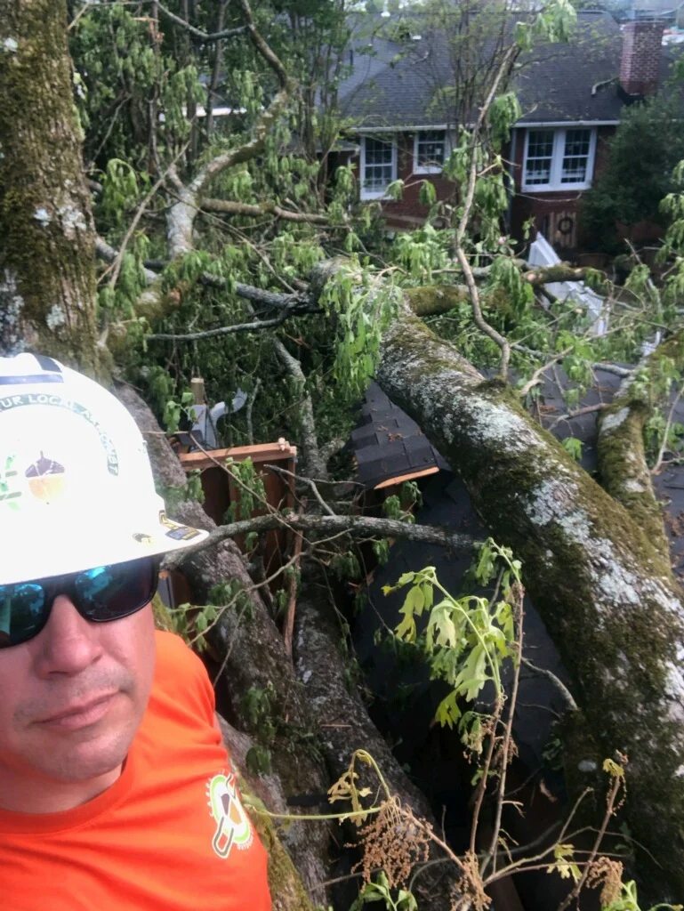 Are You Due For A Tree Hazard Assessment