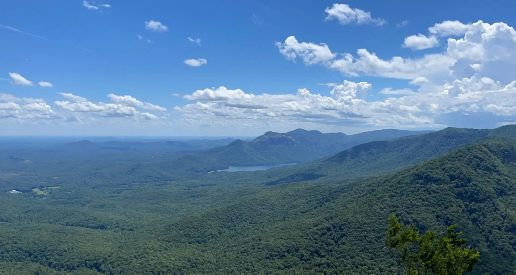 Best Practices To Maintain Healthy Trees