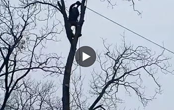 Dull and Gloomy Won’t Stop Us