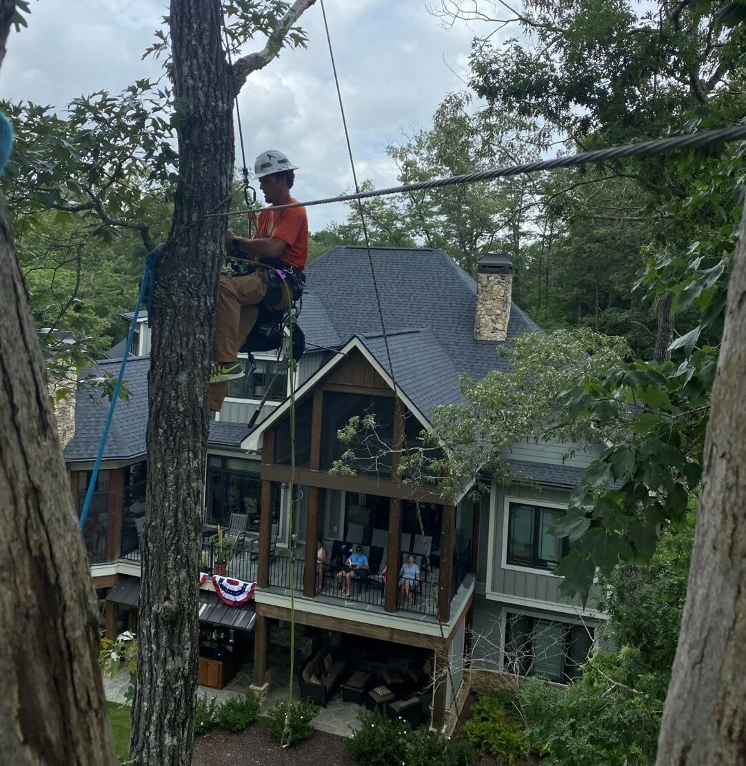 Ensuring Your Trees Survive with Cabling and Bracing