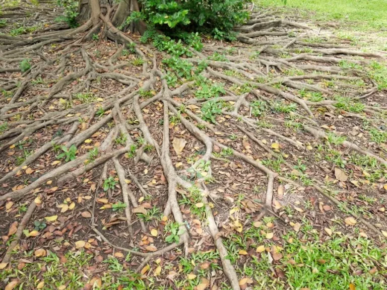 General Posts, Tree Pruning