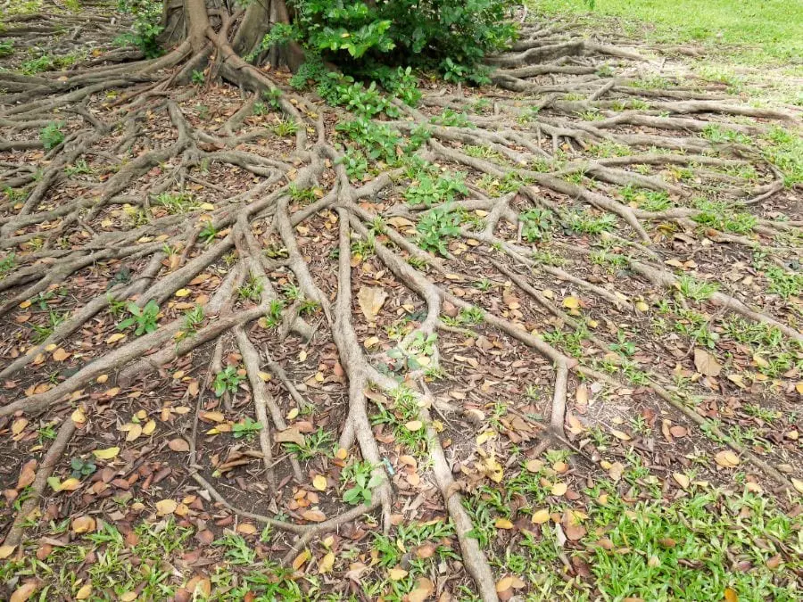 General Posts, Tree Pruning