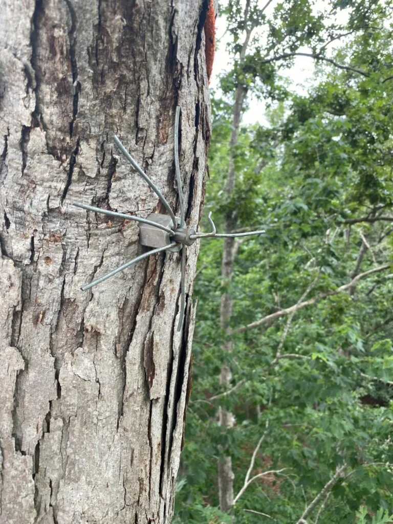 How Tree Bracing and Cabling works 2