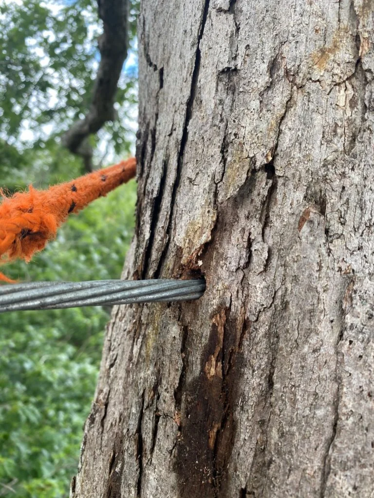 How Tree Bracing and Cabling works