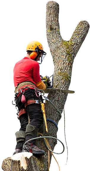 Person Working - Caroline Outdoor Service