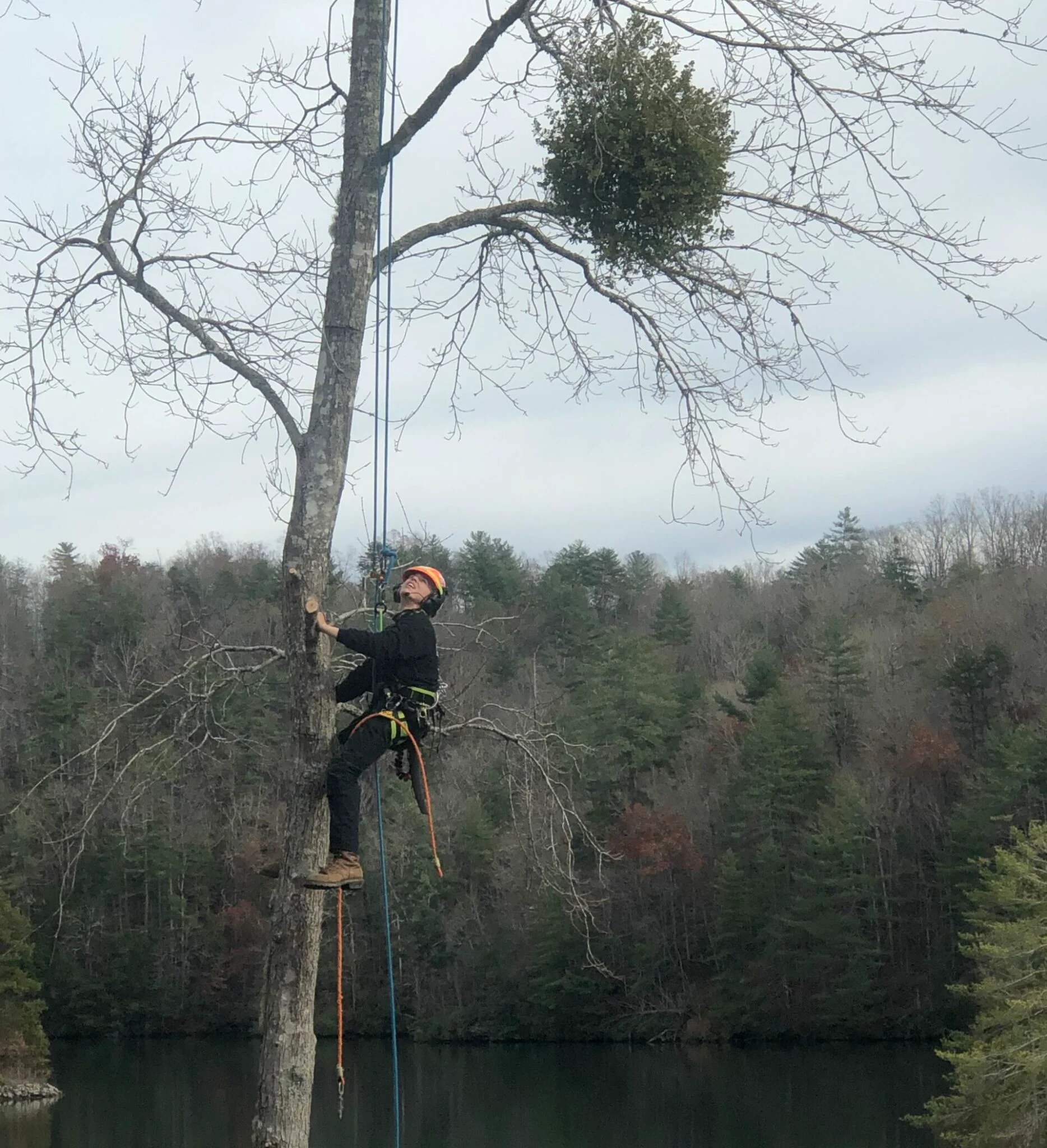 Protect Yourself! Hire a Tree Service That Has Workers’ Comp Coverage