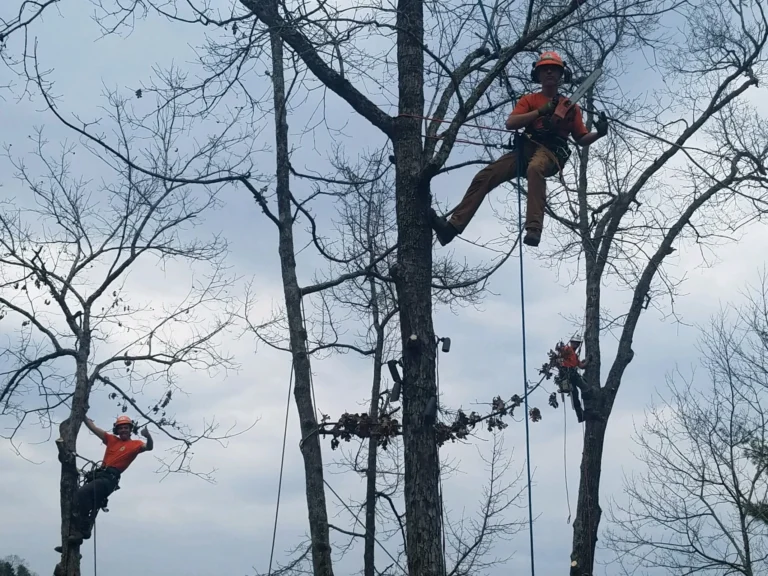 The Advantages of Different Types of Tree Pruning