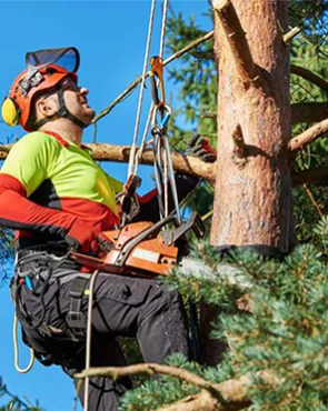 Tree Removal Service - Carolina Outdoor Service