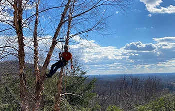 Where’s Waldo Vista Pruning on Paris Mountain