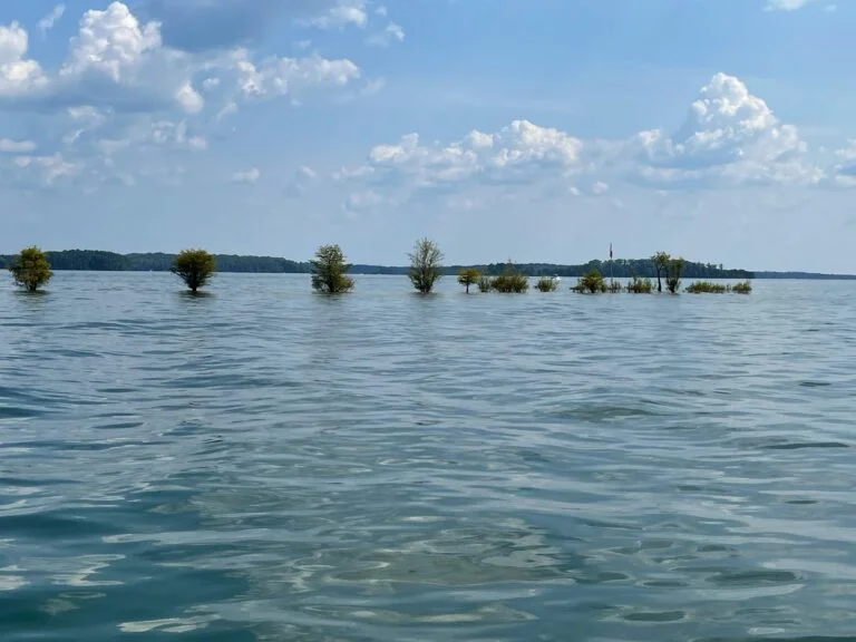 Why We Love Trees (2)