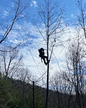 Tree Pruning Service - Carolina Outdoor Service