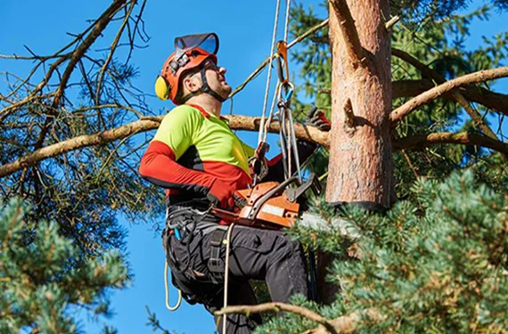 Tree Removal Services - Carolina Outdoor Service